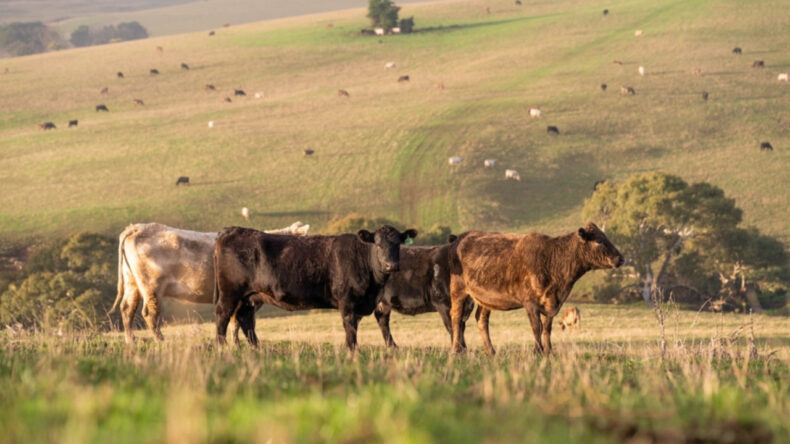 Hayvanlarda Hastalık Baş G&ouml;sterdi, Buğday İthalatını Yasakladılar