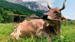 İneğin Boynuzu G&ouml;z&uuml;ne Saplandı