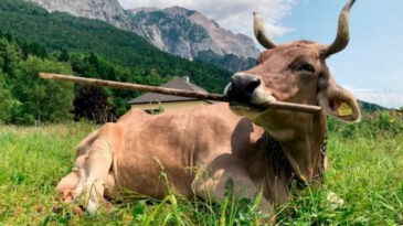 İneğin Boynuzu G&ouml;z&uuml;ne Saplandı