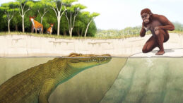 İnsan atası Lucy'nin korkulu r&uuml;yası: Pusuya yatıp avlıyordu