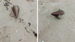 İstanbul&rsquo;da kıyıya vurdu, ekipler harekete ge&ccedil;ti