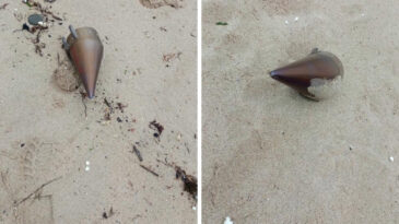 İstanbul&rsquo;da kıyıya vurdu, ekipler harekete ge&ccedil;ti