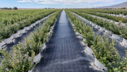 K&acirc;rlılığını artırdı, tarımda hedef b&uuml;y&uuml;tt&uuml;