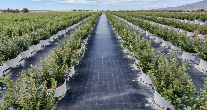 Kârlılığını artırdı, tarımda hedef büyüttü