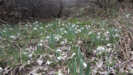 Karların Arasından &Ccedil;ıkıyor, Koparmanın Cezası 699 Bin Lirayı Aştı