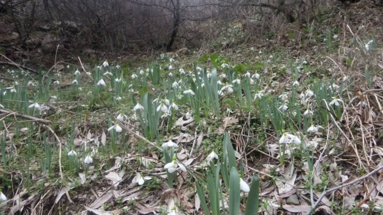 Karların Arasından &Ccedil;ıkıyor, Koparmanın Cezası 699 Bin Lirayı Aştı