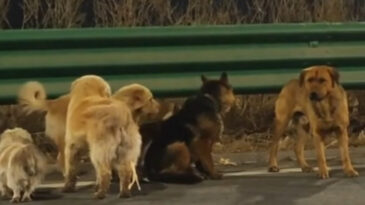 Kayıp k&ouml;pek &ccedil;etesinin macerası, sosyal medyanın en pop&uuml;ler videosu oldu