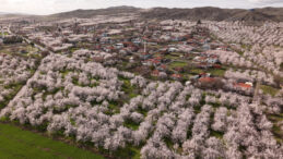 Kayısı Başkentinde 9 Milyon Ağa&ccedil;lık G&ouml;rsel Ş&ouml;len