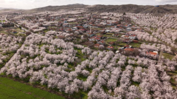 Kayısı Başkentinde 9 Milyon Ağa&ccedil;lık G&ouml;rsel Ş&ouml;len