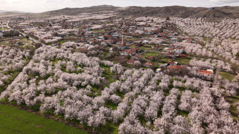 Kayısı Başkentinde 9 Milyon Ağaçlık Görsel Şölen