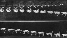 Kedilerin neden hep d&ouml;rt ayak &uuml;st&uuml;nde d&uuml;şt&uuml;ğ&uuml; ortaya &ccedil;ıktı