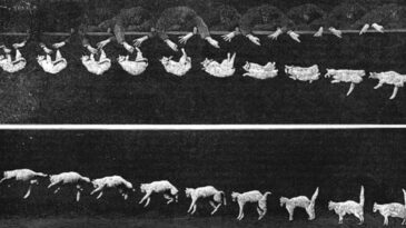 Kedilerin neden hep d&ouml;rt ayak &uuml;st&uuml;nde d&uuml;şt&uuml;ğ&uuml; ortaya &ccedil;ıktı