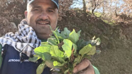 Kendiliğinden yetişiyor: Baharın habercisi tezgahlarda yerini aldı