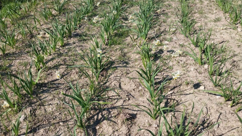 Kışın Ortasında Gelir Kaynağı: 200 TL