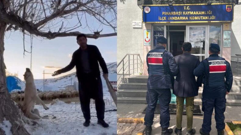 K&ouml;peği zincirle ağaca asarak &ouml;ld&uuml;ren cani g&ouml;zaltına alındı