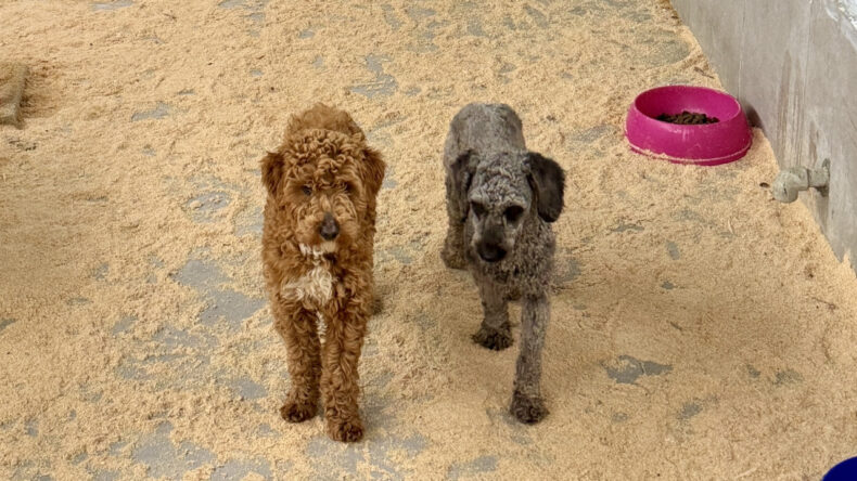 K&ouml;pek &uuml;retim &ccedil;iftliğine milyonluk ceza