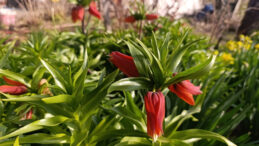 &ldquo;Ağlayan Gelin&rdquo; Zamanı Geldi: 20 G&uuml;n S&uuml;ren G&ouml;rsel Ş&ouml;len