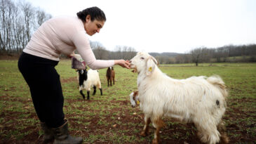 L&uuml;ks&uuml; bırakıp doğayı se&ccedil;ti! Ke&ccedil;ileriyle yaşamaya başladı