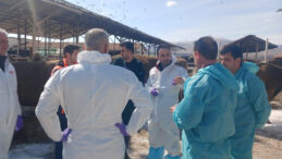 Malatya TİGEM'de Şap Hastalığı: B&ouml;lge Karantinada