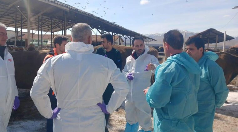 Malatya TİGEM'de Şap Hastalığı: B&ouml;lge Karantinada