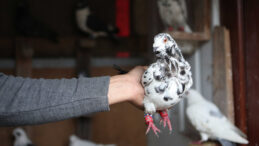 Maliye g&uuml;vercin satıcılarının peşine d&uuml;şt&uuml;