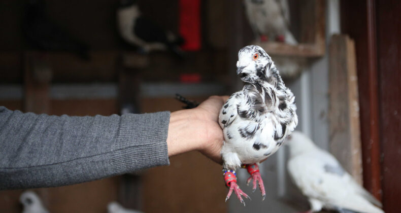 Maliye güvercin satıcılarının peşine düştü