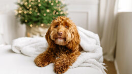 Melez K&ouml;pekler Daha Fazla Davranış Sorunu Yaşıyor