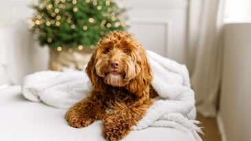 Melez K&ouml;pekler Daha Fazla Davranış Sorunu Yaşıyor