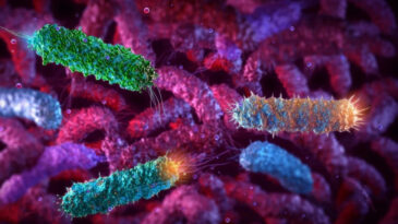 Meme Kanseriyle M&uuml;cadelede Bakteri Kullanımı