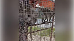 &Ouml;zel Havuzda Yasaklı Hayvan Operasyonu: 3 &Ouml;r&uuml;mcek Maymunu Ele Ge&ccedil;irildi