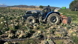 Pazarda 70 Lira Ama Y&uuml;zbinlercesi Tarlada &Ccedil;&uuml;r&uuml;d&uuml;