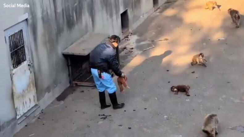 Punch'tan duygusal anlar: Annesi olarak g&ouml;rd&uuml;ğ&uuml; oyuncağın peşinden koştu