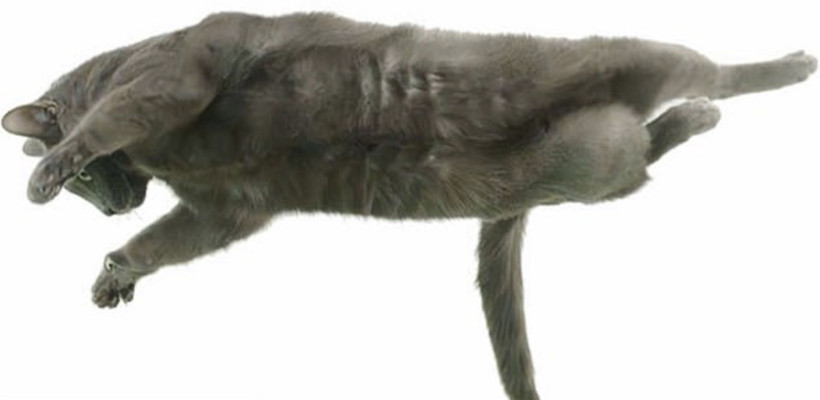 Kedilerin Dönüş Mekanizması