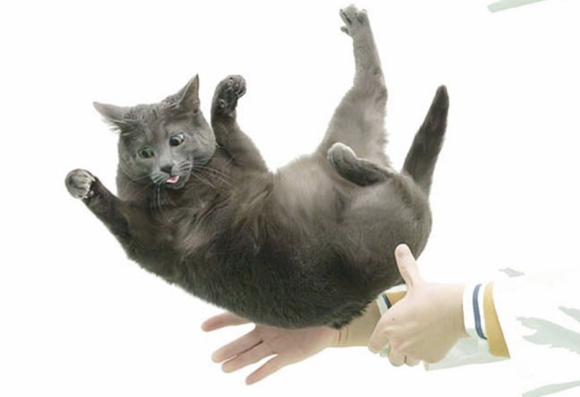 Kedi Düşme Mekanizması