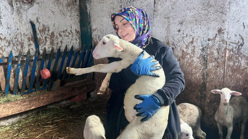 Şehir hayatını bıraktı, Fransız koyunlarıyla girişimci oldu