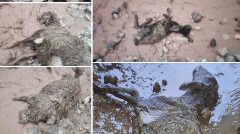 Sel G&ouml;&ccedil;erleri Vurdu: Hayvanlar &Ouml;ld&uuml;, &Ccedil;adırlar Sular Altında Kaldı