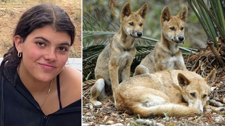 Sırt &ccedil;antasıyla d&uuml;nyayı geziyordu… Dingo s&uuml;r&uuml;s&uuml;nden ka&ccedil;arken &ouml;ld&uuml;