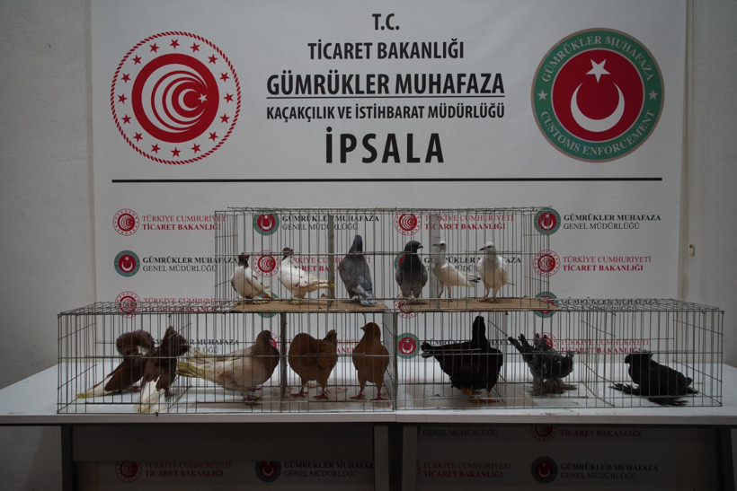 Sınırda ele geçirilen hayvanlar