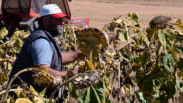 Tarımda 24 yılın en k&ouml;t&uuml;s&uuml;