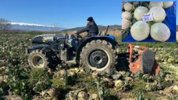 Tarlada 9 markette 100 lira! Ne &ccedil;ift&ccedil;i kazandı ne de vatandaş ucuza yedi