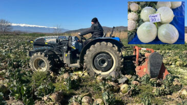 Tarlada 9 markette 100 lira! Ne &ccedil;ift&ccedil;i kazandı ne de vatandaş ucuza yedi