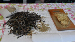 Tarlaya su yok: Ekmeği denizden &uuml;rettiler