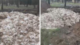 Tarsus&rsquo;ta korkun&ccedil; g&ouml;r&uuml;nt&uuml;: &Ouml;l&uuml; tavuklar doğaya atıldı