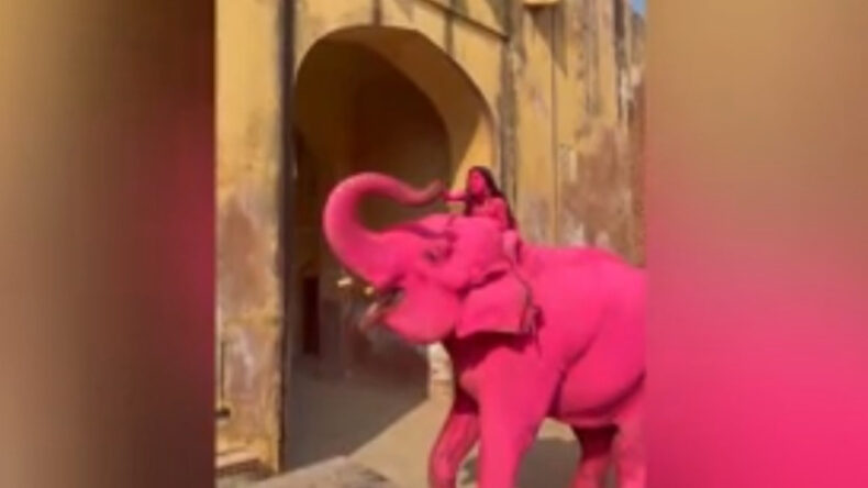 Tepki çeken olay: Fotoğraf çekimi için fili pembeye boyadılar