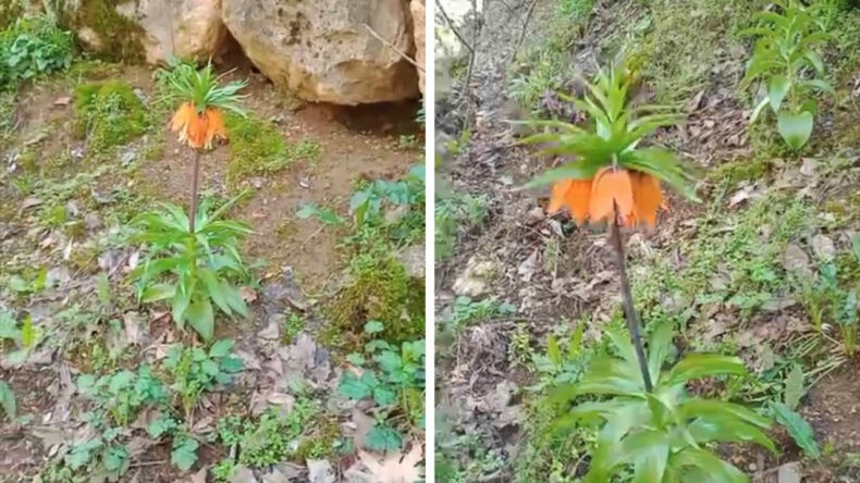 Ters laleler a&ccedil;tı: Koparan ikinci el araba parası &ouml;deyecek