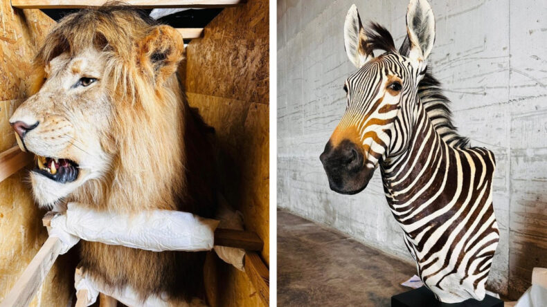 Trabzon'da ele geçirildi, hepsine el konuldu