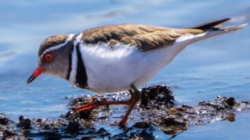 T&uuml;rkiye'de İlk Kez G&ouml;r&uuml;ld&uuml;: Takkeli Cılıbıt Kuşu