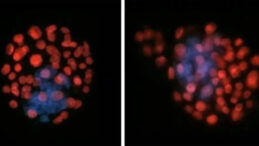 Uzayda bebek yapmak m&uuml;mk&uuml;n m&uuml;? Spermleri 'engel parkuru'na koydular, sonu&ccedil;lar şaşırttı