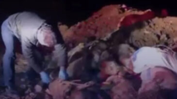 Vahşet: &Ccedil;&ouml;pl&uuml;kte 40'a yakın sokak k&ouml;peği &ouml;l&uuml; bulundu