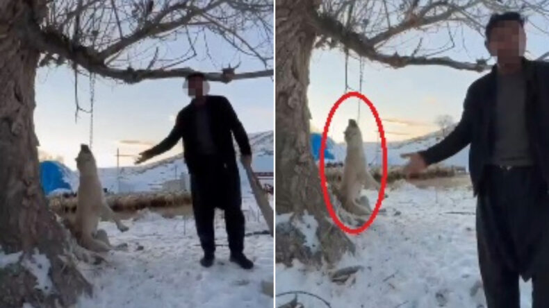 Vahşet: Köpeğini 'çok yiyor' diye ağaca asarak öldürdü